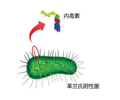 为甚么乡村的孩子不轻易过敏