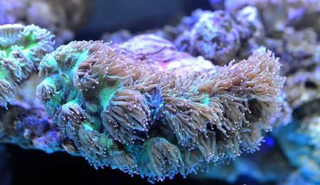 为甚么说珊瑚虫是植物?