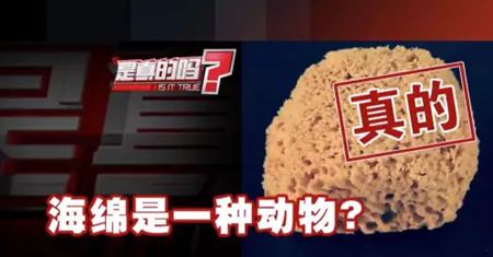 为甚么说海绵是植物?