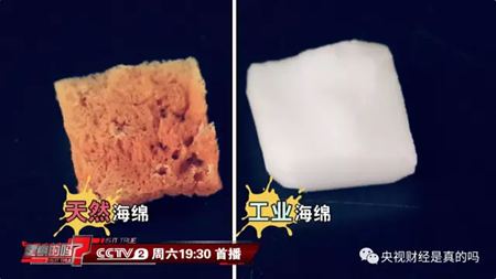 为甚么说海绵是植物?