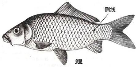 为甚么鱼的身材上有两条侧线?