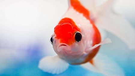 鱼身上的黏液有甚么感化?怎样去除?