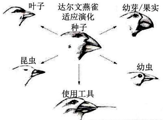 为甚么鸟嘴的外形多种多样？