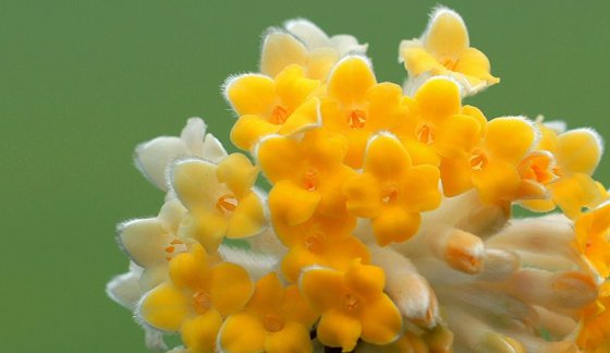 为甚么春季最早开的花大多是黄色彩