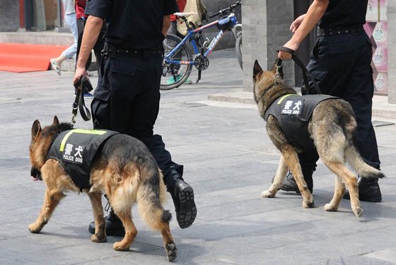 为甚么警犬能追捕罪犯