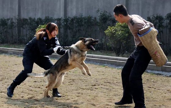 为甚么警犬能追捕罪犯