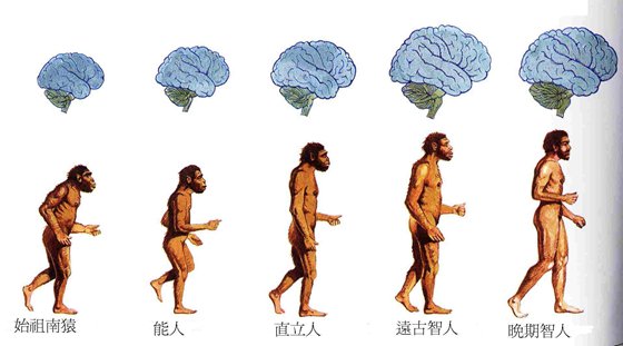 为甚么类人猿不可以或许退化成人？