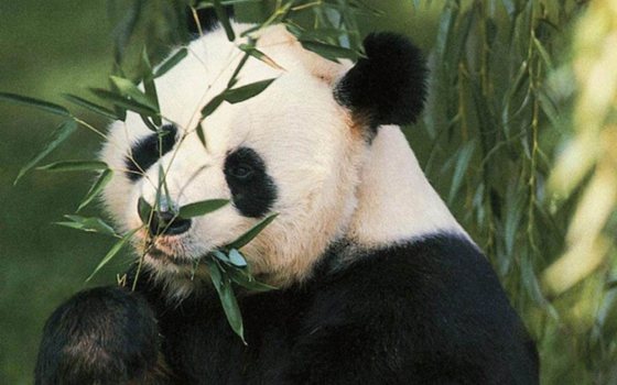 大熊猫为甚么会变成茹素的植物,熊猫吃竹子的缘由
