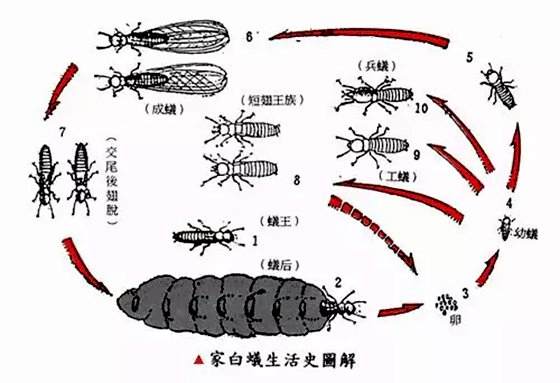 为甚么家里会有白蚁,家里有白蚁怎样办