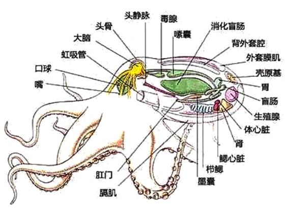 章鱼真的不身子吗,章鱼的身材布局