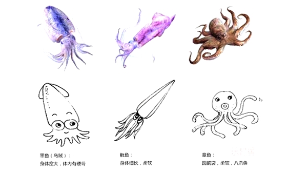 章鱼真的不身子吗,章鱼的身材布局