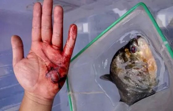 为甚么食人鱼能吃人,食人鲳真的吃人吗