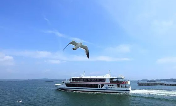 海鸥为甚么要随着汽船飞,海鸥追汽船的缘由