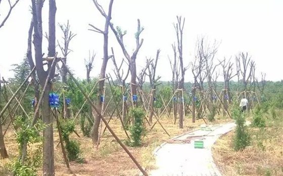 移栽时为甚么要给树木截枝?