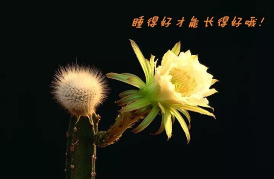 为甚么动物也要睡觉,会睡觉的动物有哪些