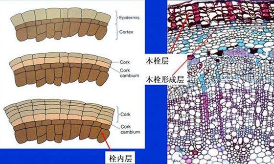 白桦树树皮为甚么是红色的