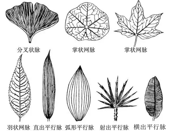 叶脉有甚么感化,动物叶脉的首要功效