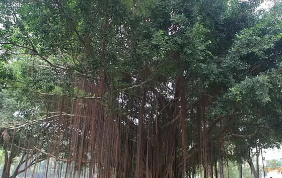 动物为甚么能展望地动