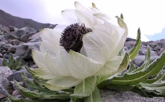 为甚么山越高动物越少,海拔越高动物越矮的缘由