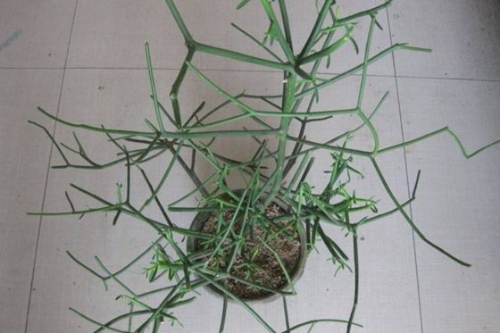 王老五骗子树为甚么不长叶子？