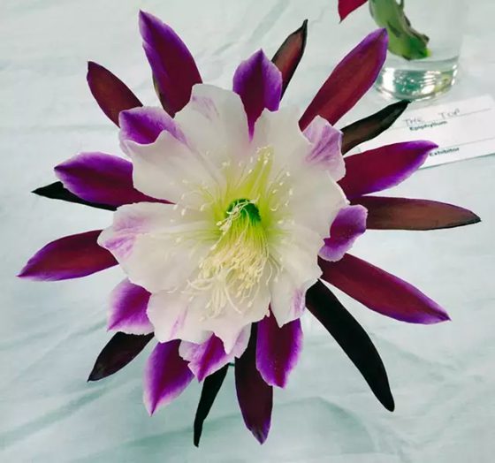 昙花为甚么在早晨开,好景不常是为甚么