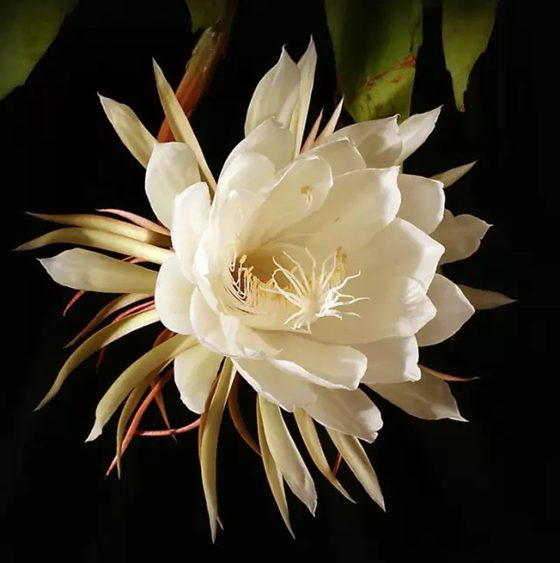 昙花为甚么在早晨开,好景不常是为甚么