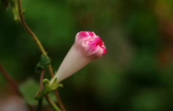 阳光下渐渐繁茂的牵牛花
