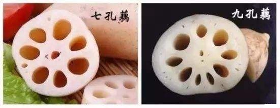 为甚么藕下面有良多孔,莲藕为甚么有孔