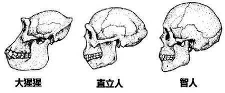 报酬甚么会长智齿,智齿必然要拔吗