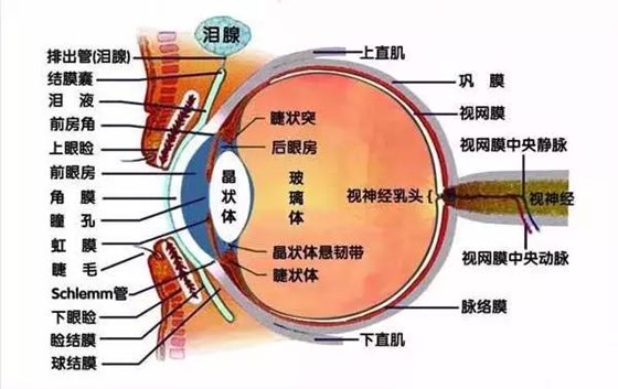 为甚么眼睛不怕冷,人的眼睛真的不怕冷吗