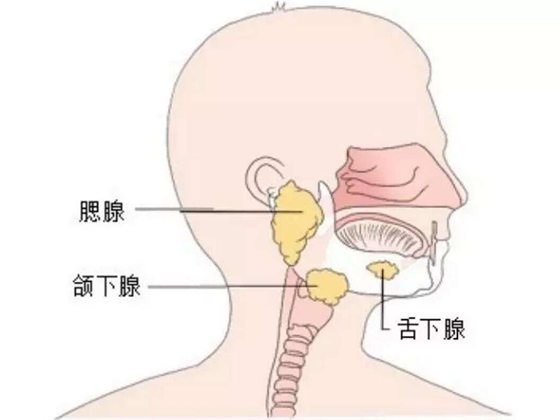 为甚么多吐唾液会影响安康,常常吐口水有甚么风险