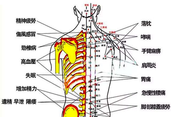 拔罐地位及功能图