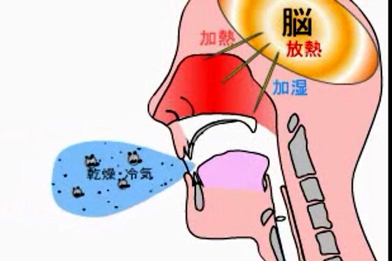 报酬甚么要用鼻子呼吸,用鼻子呼吸的益处