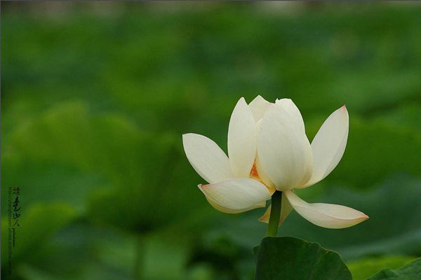 菡萏怎样读拼音是甚么,菡萏的意义是甚么,对于菡萏的诗句