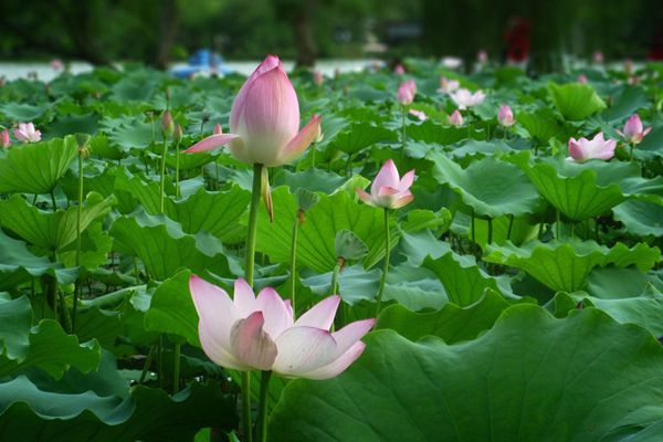 菡萏怎样读拼音是甚么,菡萏的意义是甚么,对于菡萏的诗句
