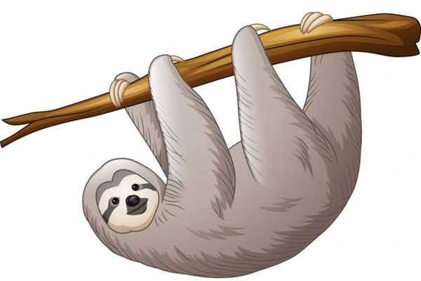 树懒怎样读,树懒和考拉的区分,树懒为甚么这么慢
