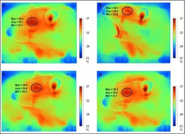报酬甚么会打哈欠,老打哈欠怎样回事,打哈欠的缘由