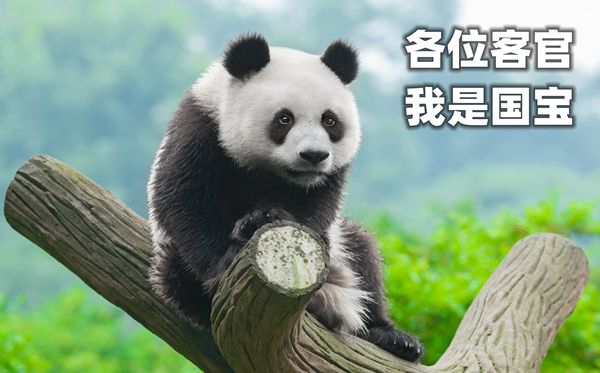 大熊猫为甚么被视为中国的国宝