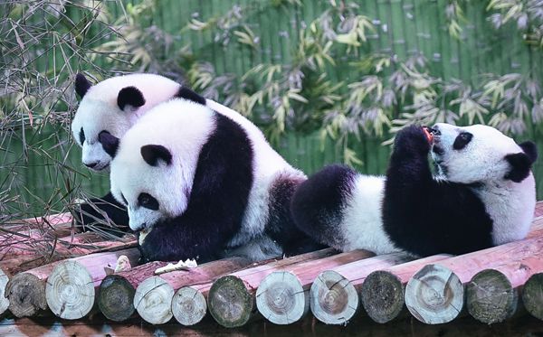 大熊猫为甚么被视为中国的国宝
