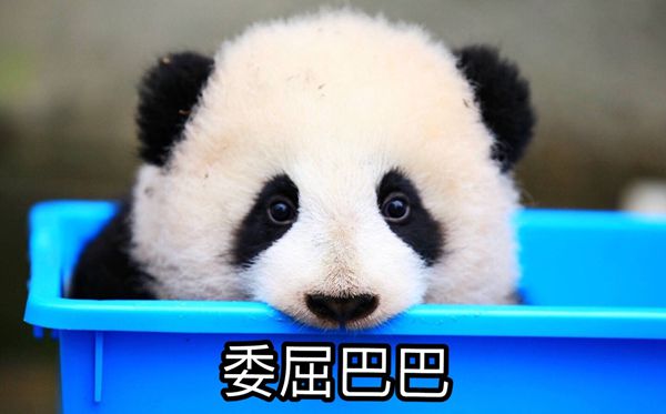 大熊猫为甚么被视为中国的国宝