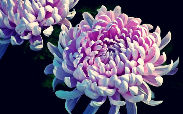 菊花的花语是甚么,菊花的花语大全
