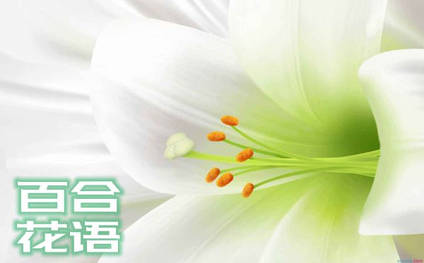百合花的花语是甚么,百合花花语大全