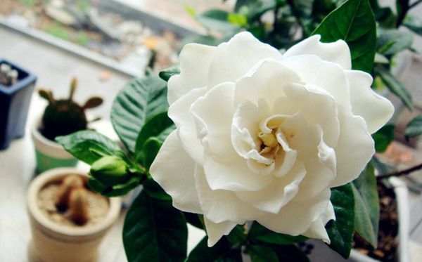栀子花的花语是甚么,栀子花花语大全