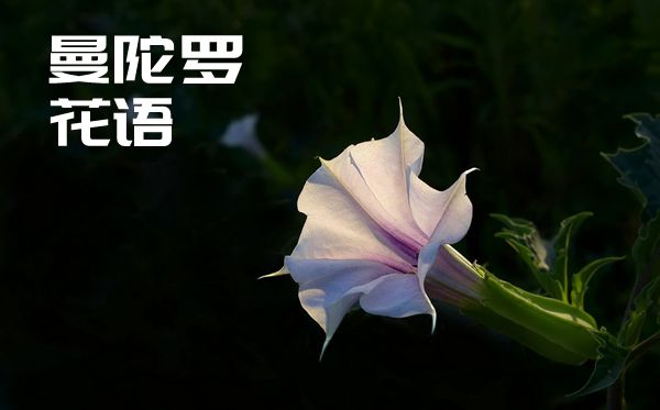 曼陀罗的话语是甚么,曼陀罗花语大全