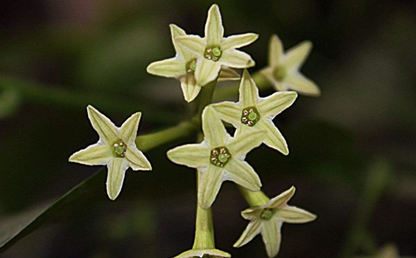 夜来香的花语是甚么,夜来毒草语大全