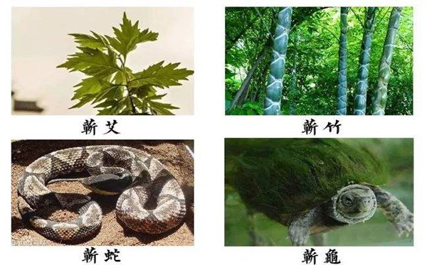 蕲春的蕲怎样读,蕲春的读音,蕲春四宝是甚么