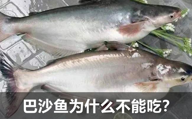 巴鲨鱼为甚么不能吃,吃巴鲨鱼有甚么风险吗