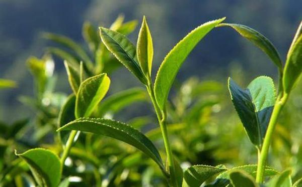茶树为甚么生南不生北,天下茶叶产区散布图一览