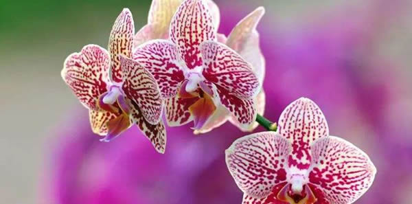 胡蝶兰的花语