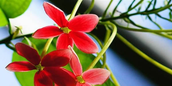 使正人的花语